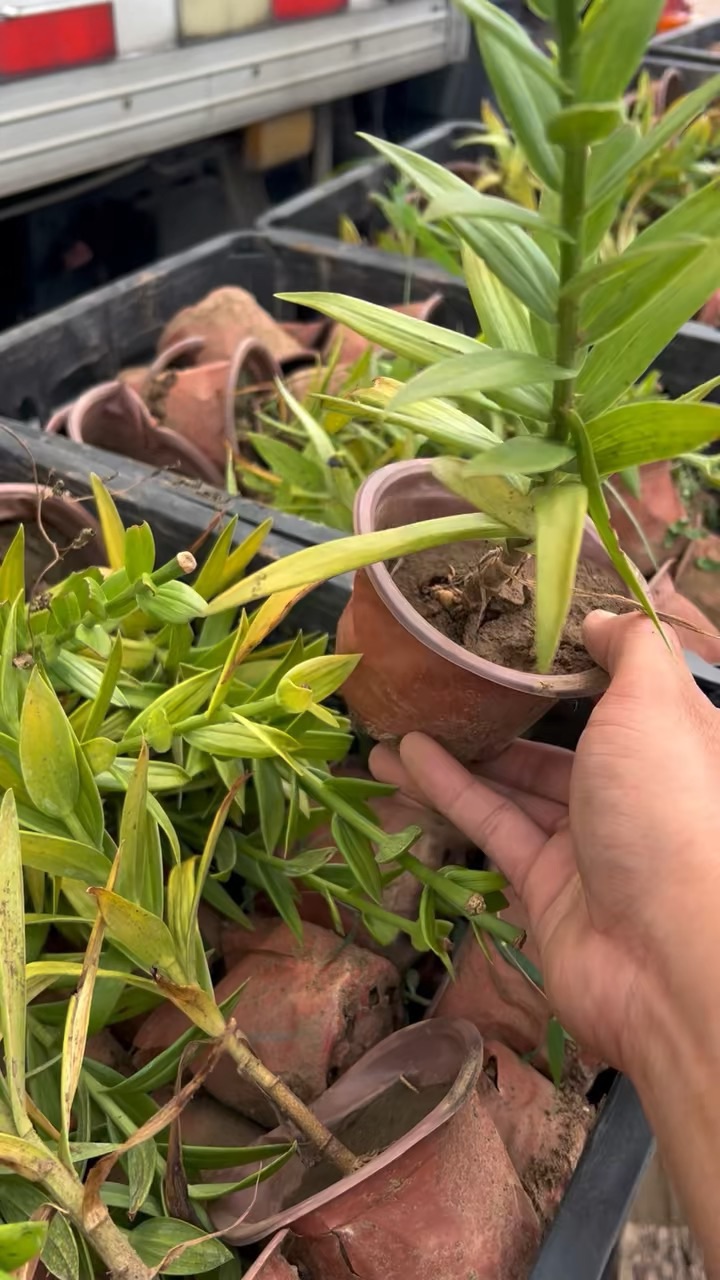 高度20厘米百合
