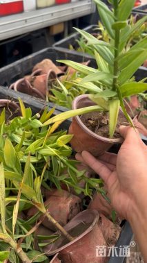 高度20厘米百合