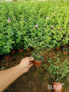 冠幅20厘米五色梅