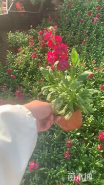 高度20厘米紫罗兰