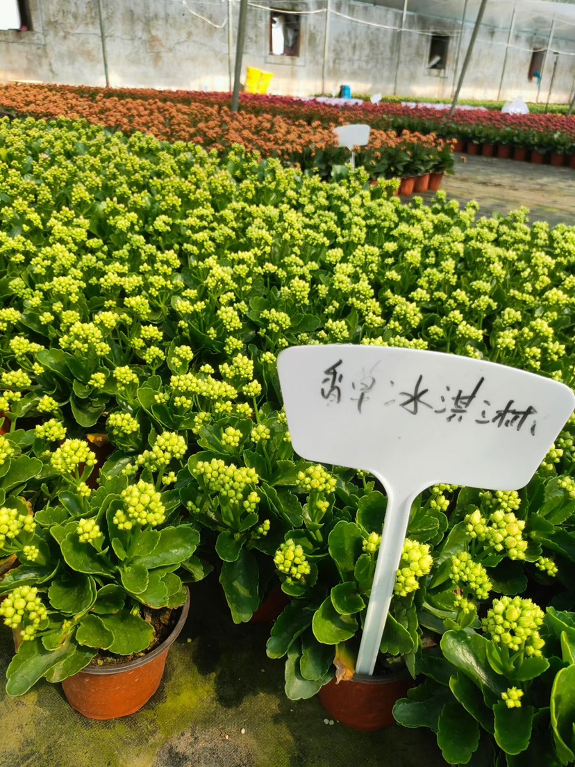 高度20厘米长寿花
