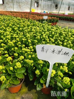 高度20厘米长寿花
