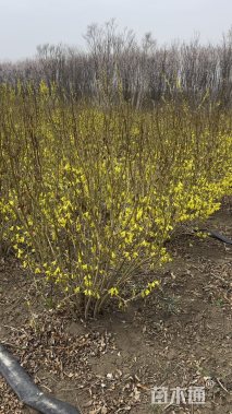 冠幅80厘米连翘球