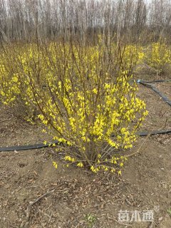 冠幅100厘米连翘球