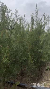高度120厘米侧柏