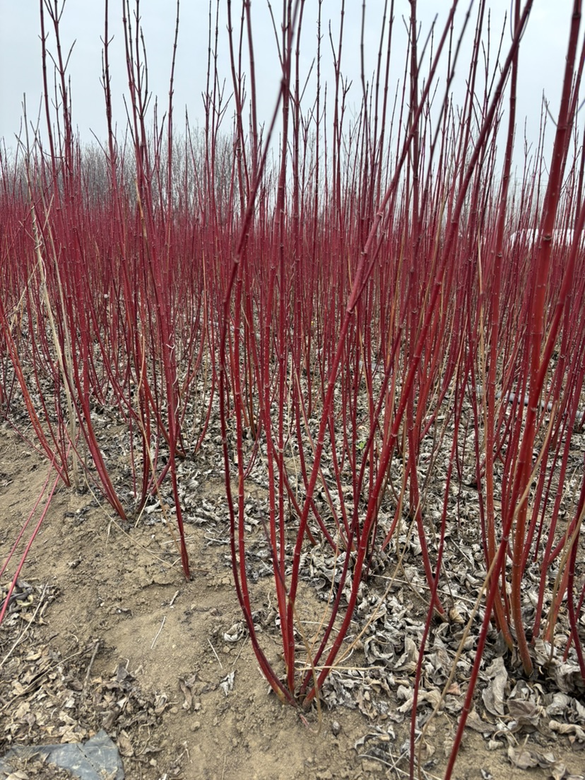 高度100厘米红瑞木