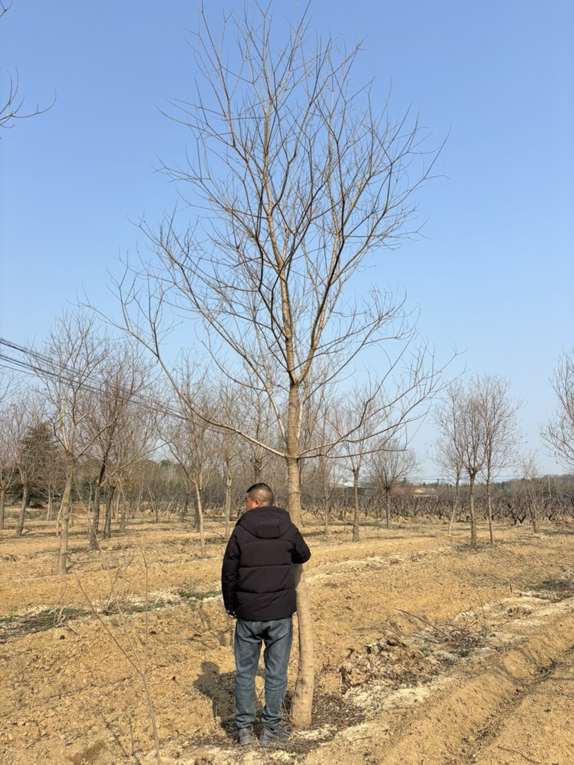 18公分乌桕