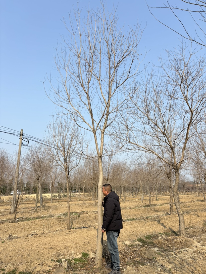 20公分乌桕