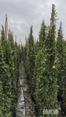 高度300厘米蔷薇