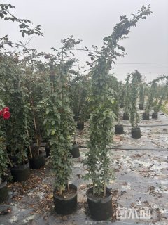 250厘米藤本月季