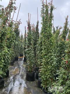 300厘米藤本月季