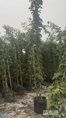 200厘米藤本月季