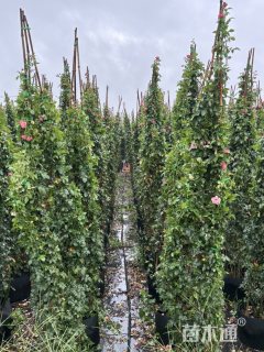 300厘米藤本月季