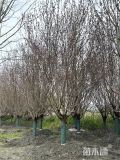 15公分绚丽海棠