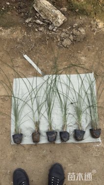高度70厘米细叶芒