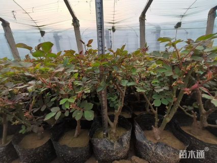 高度20厘米大花月季