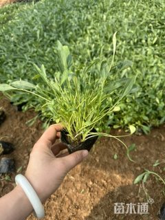 高度12厘米金鸡菊