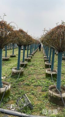 高度60厘米月季