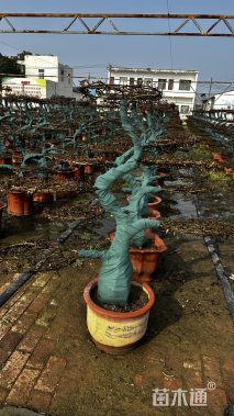 高度100厘米月季