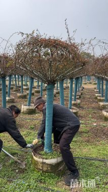 高度100厘米月季