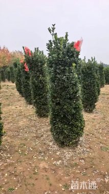 高度200厘米大叶黄杨柱