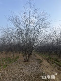 12公分(4杆)丛生朴树