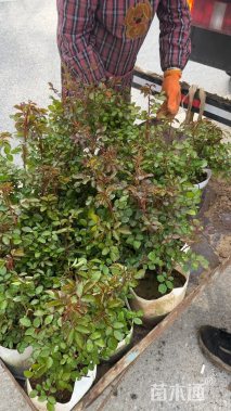 高度20厘米大花月季