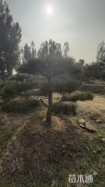 15公分造型黑松