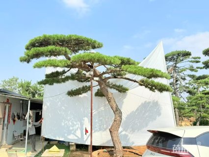 高度500厘米古松