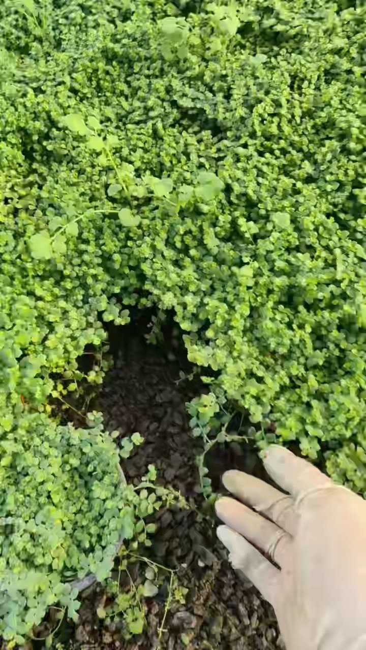 高度5厘米半边莲