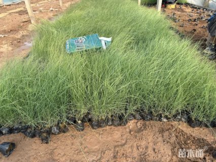 高度18厘米粉黛乱子草