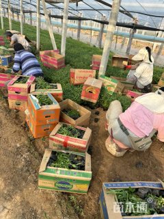 高度20厘米柳叶马鞭草