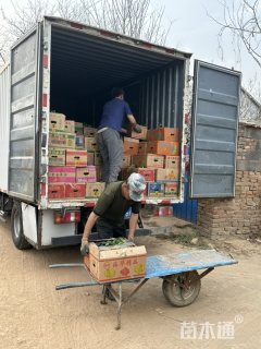 高度15厘米马鞭草