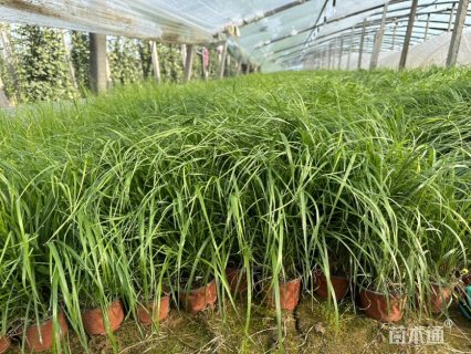 精品扶子茅 基地自产自销