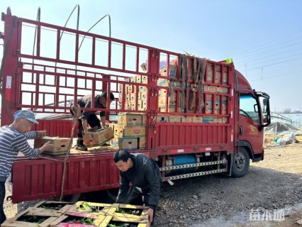 高度5厘米黑心金光菊