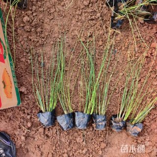 高度30厘米灯心草