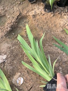 高度15厘米鸢尾