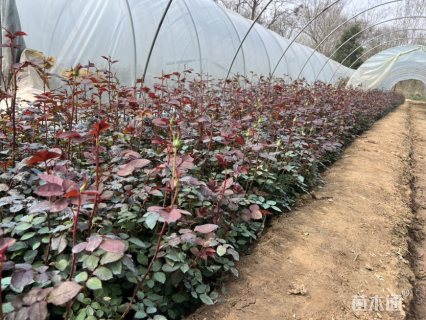 高度35厘米月季