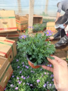 高度20厘米姬小菊