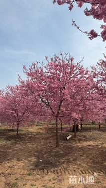 15公分红粉佳人樱