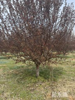 18公分绚丽海棠