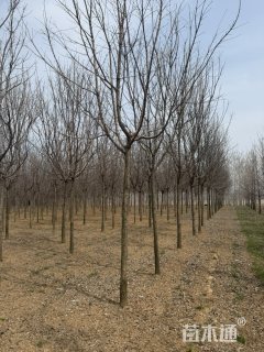 10公分流苏树