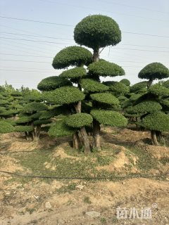 30公分造型对节白蜡