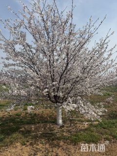 17公分染井吉野樱