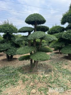 30公分对节白蜡