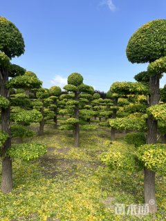 30公分造型金叶榆