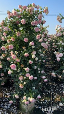 60公分造型月季