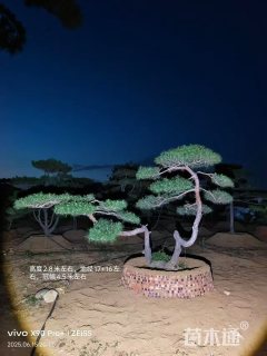 25公分造型赤松