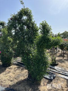 冠幅100厘米月季球