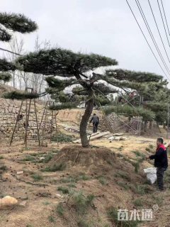 20公分造型黑松